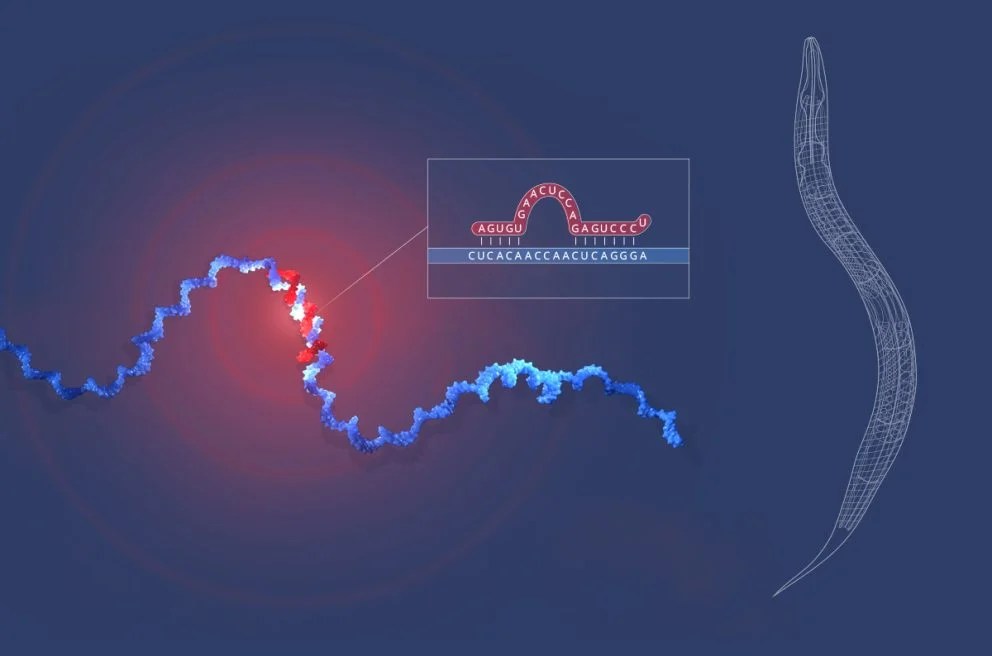 O que são os microRNAs, descoberta reconheci… post thumbnail image